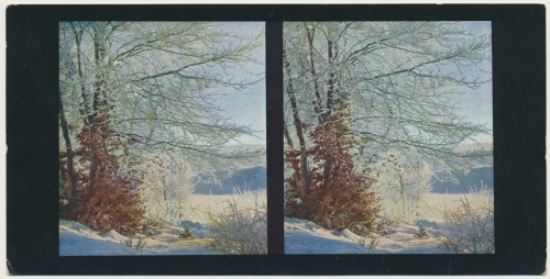 MUO-034138/01: Winterbilder - Šuma prekrivena snijegom: stereoskopska fotografija