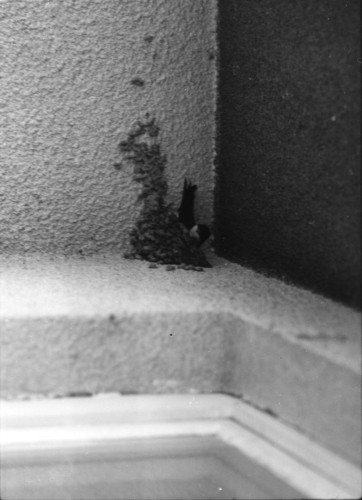 NS-1979-06: fotografija