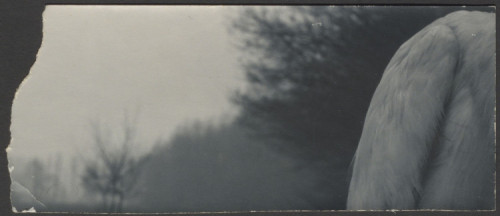 JK-0083: fotografija