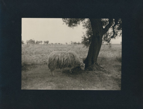 JK-0081: fotografija