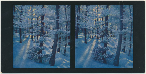MUO-034138/06: Winterbilder - Zimsko jutro u hrastovoj šumi: stereoskopska fotografija