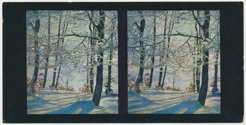 MUO-034138/03: Winterbilder - Hrastova šuma prekrivena snijegom: stereoskopska fotografija