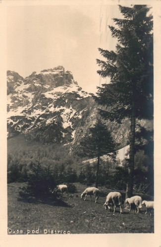 MUO-034163: Slovenija - Planinski pejsaž: razglednica