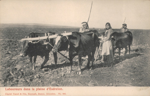 MUO-013346/172: Bliski istok - Radnici na visoravni Esdrelon: razglednica