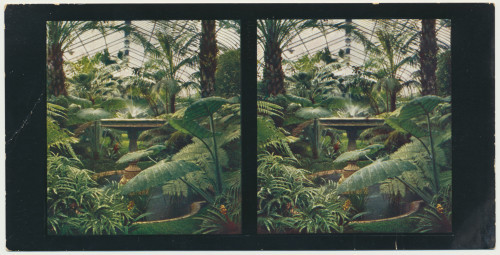 MUO-034143/02: Frankfurt - Palmengarten: stereoskopska fotografija