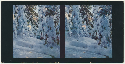 MUO-034138/05: Winterbilder - Borovi pod snijegom: stereoskopska fotografija