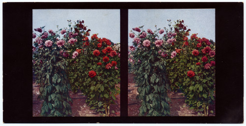MUO-034150/08: Aus Blumengärtnereien Stuttgarts - Dalije: stereoskopska fotografija