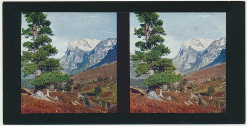 MUO-034148/02: Švicarska I - Wetterhorn: stereoskopska fotografija