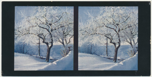 MUO-034138/02: Winterbilder - Voćnjak prekriven snijegom: stereoskopska fotografija