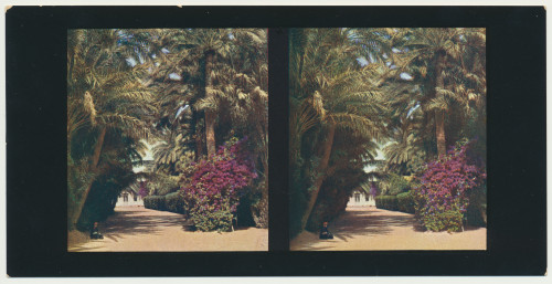 MUO-034146/06: Alžir - Oaza Biskra; Dio parka: stereoskopska fotografija