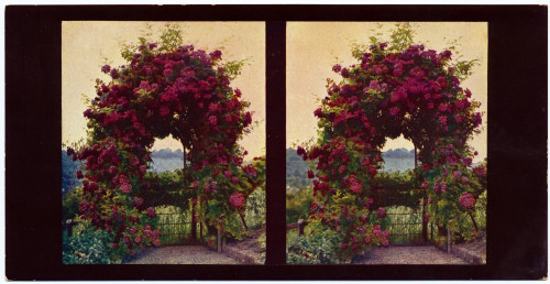 MUO-034150/07: Aus Blumengärtnereien Stuttgarts - Pogled iz kapele Würtenberg: stereoskopska fotografija